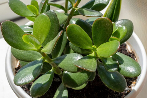 jade plant care 1024x683.jpg