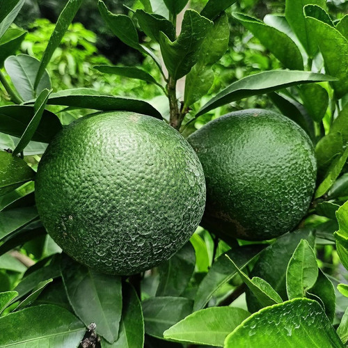 50 malta orange kinnow kinnu fru.jpg