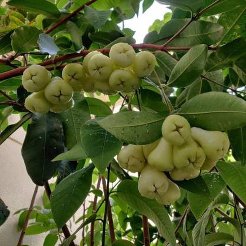 cloud farm syzygium rose water a.jpg