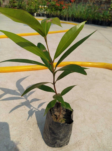 yes perennial yes rose apple gul.jpg