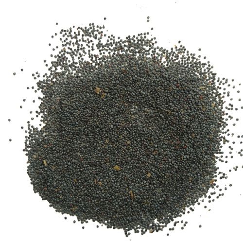 Portulaca Rainbow Hybrid Mixed C.jpg