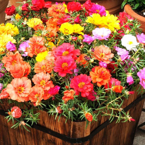 50 portulaca flower seeds 50 see.jpg