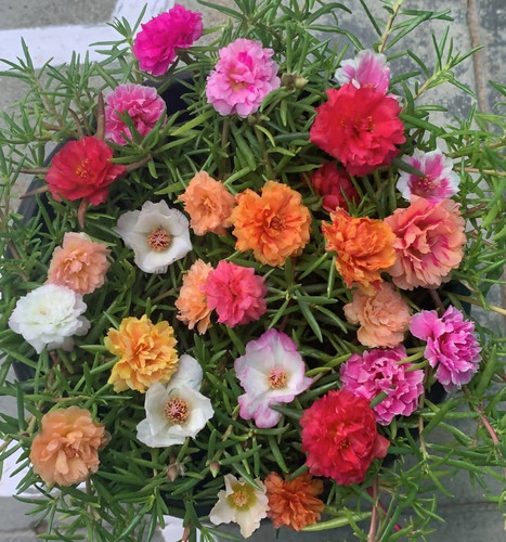 sgn garden flowering plants buy.jpg