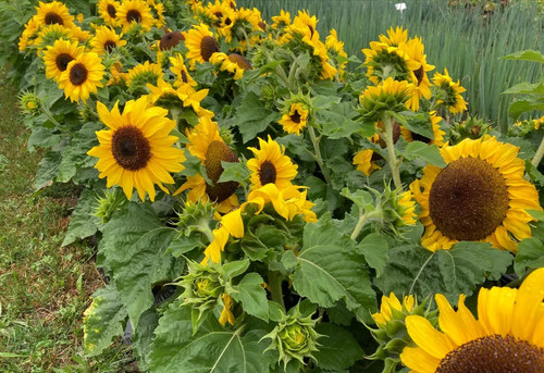 Dwarf Sunflowers.jpg