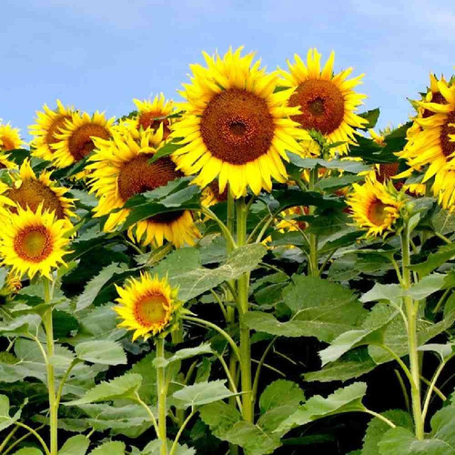 sunflower.jpg