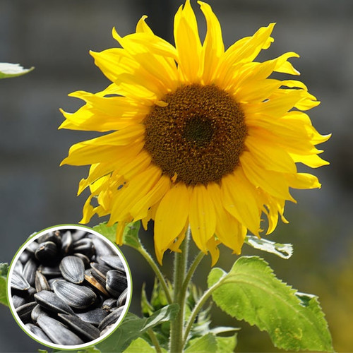 GreenParadisesunflower 1200x1200.jpg