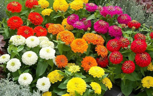 zinnia f1 preciosa garden bed pp.jpg