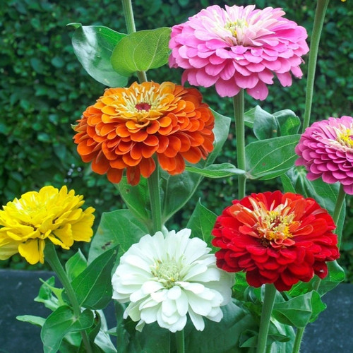 80 zinnia flower seeds seeds for.jpg