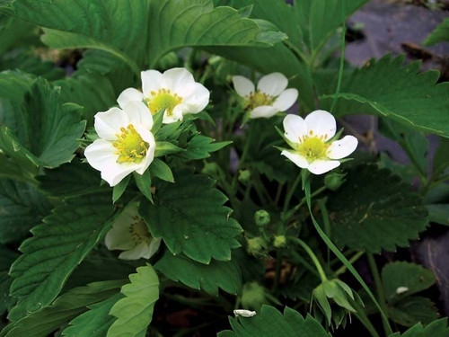 Strawberry plant bloom.jpg
