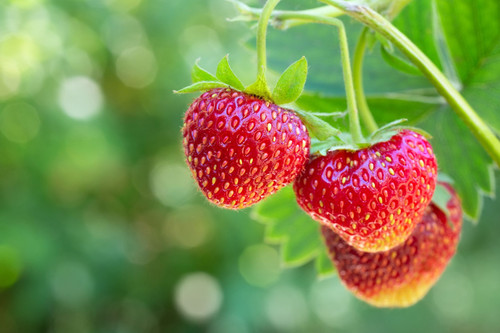 how to grow strawberries 1675303.jpg