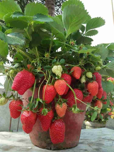annual no yes strawberry fruit p.jpg