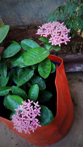 dwarf pink ixora.jpg