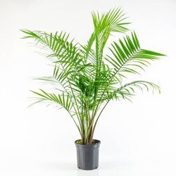 Palm Plant.jpg