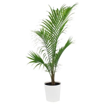 Low Light House Plants Indoor Plants The Home Depot.jpg