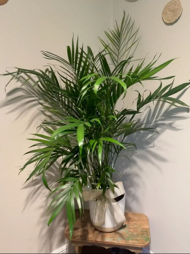 Majesty Palm living plant.jpg