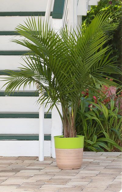 Majesty Palm, Revenea rivularis, Zone 10, 15 20ft tall.jpg