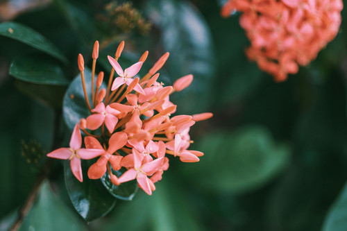 pexels fox 58267 1071205.jpg