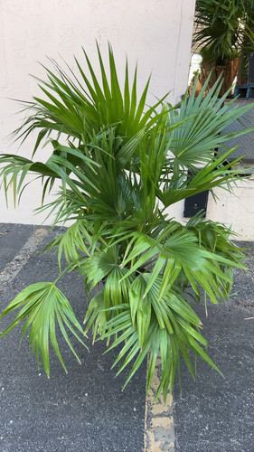 12” Palm Chinese Fan.jpg