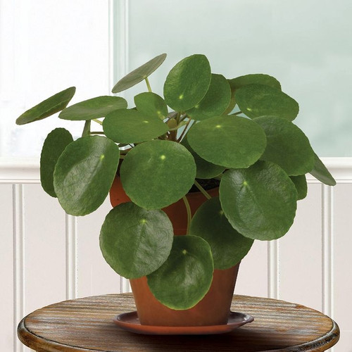 Chinese Money Plant (Pilea peperomioides).jpg