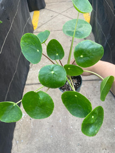 4 Pilea Peperomiodes pot Chinese Money Tree plant Friendship Houseplant Lily pad leaves.jpg