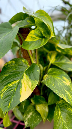 Hawaiian Pothos Climbing and vining houseplant Large leaf plants.jpg