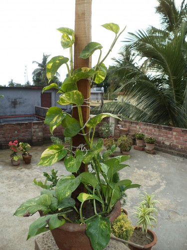 How to Grow Pothos (Money Plant) in a Decorative Way.jpg