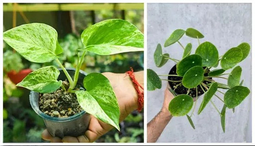 cx1i8 512 Photoroom.jpg