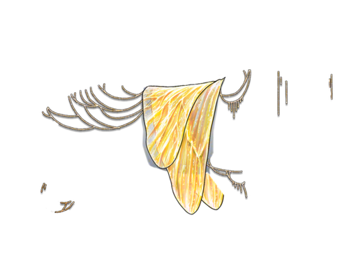sunflower neutral.png