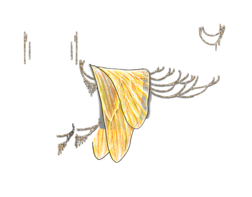 sunflower kind.png