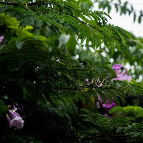 green plant with purple flowers 1353 166.jpg