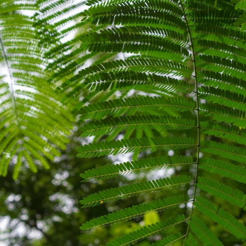 green leaves 1353 157.jpg