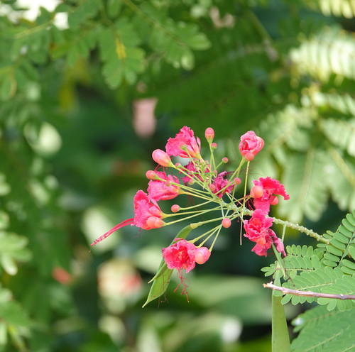small pink flowers with blurred background.jpg
