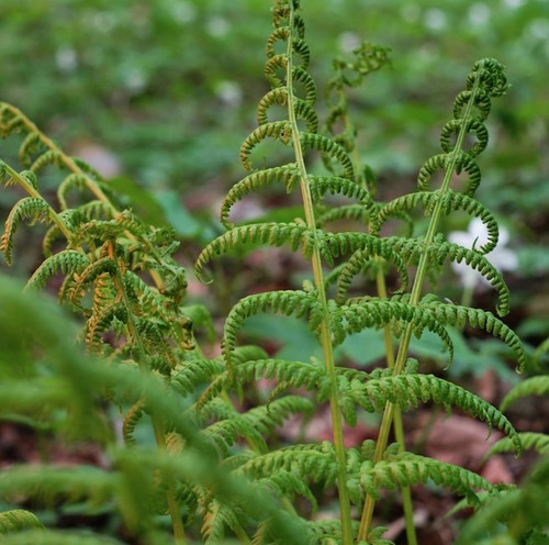 young green leaves ostrich fern closeup spring park illuminated by setting sun selective soft focus .jpg