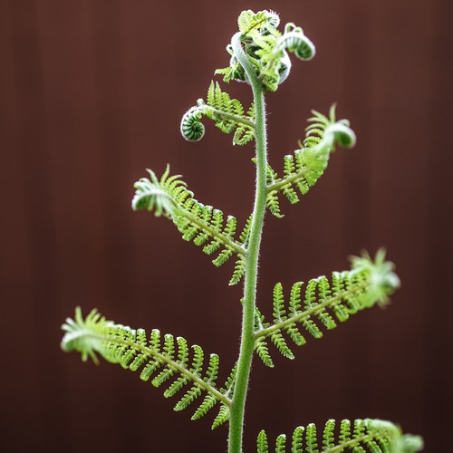selective focus green fern leaf 417767 628.jpg