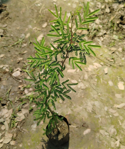 IMG 20250316 113153.jpg