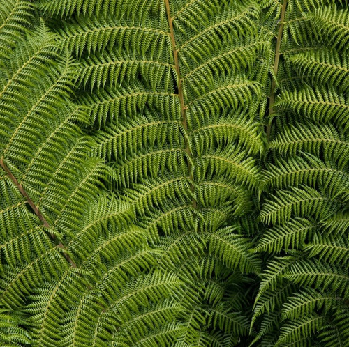 green leafed plant 417767 188.jpg