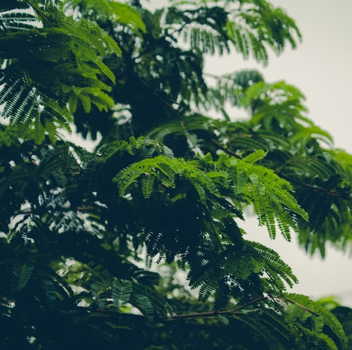 green tree closeup 1353 167.jpg