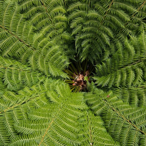 green fern plant 417767 91.jpg