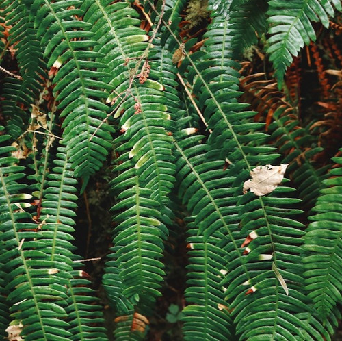 green fern plants 209303 64.jpg