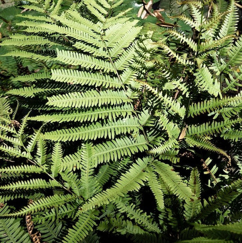 beautiful tropical plant 23 2148245160.jpg