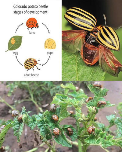 GmWNbWIXoAAl dj.jpg