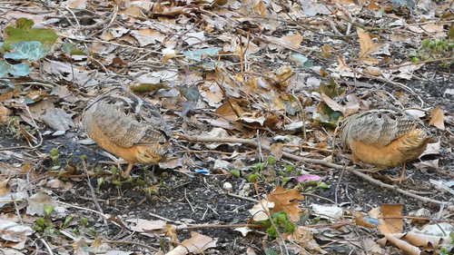 e8xuSRYncHsm uQZ.jpg