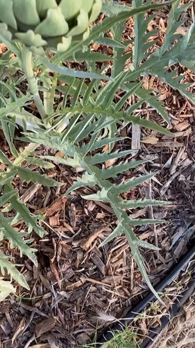 40yXk K50taANOZW.jpg