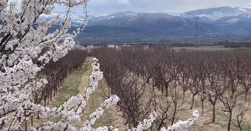 15339143917728813919?url=https%3A%2F%2Fshqiptarja.com%2Fuploads%2F780x440%2F1742400705 ngricatnekorc.jpg