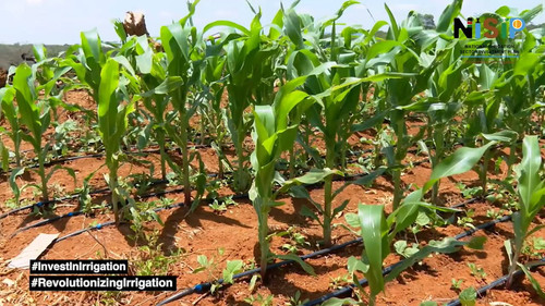 tbDOVY1 OK GTTz4.jpg