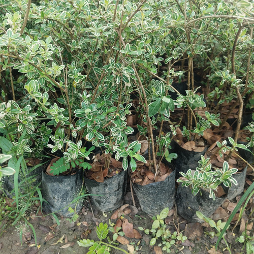 IMG 20250318 102224.jpg