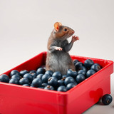 www.naked-ai.art - A red box of blue berries with a rat dancing inside