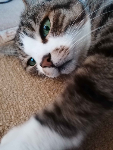 IMG 20241122 143502.png