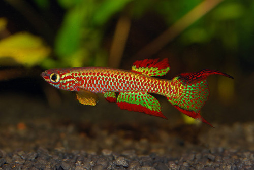 Aphyosemion rubradots4.jpg