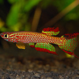 Aphyosemion rubradots4